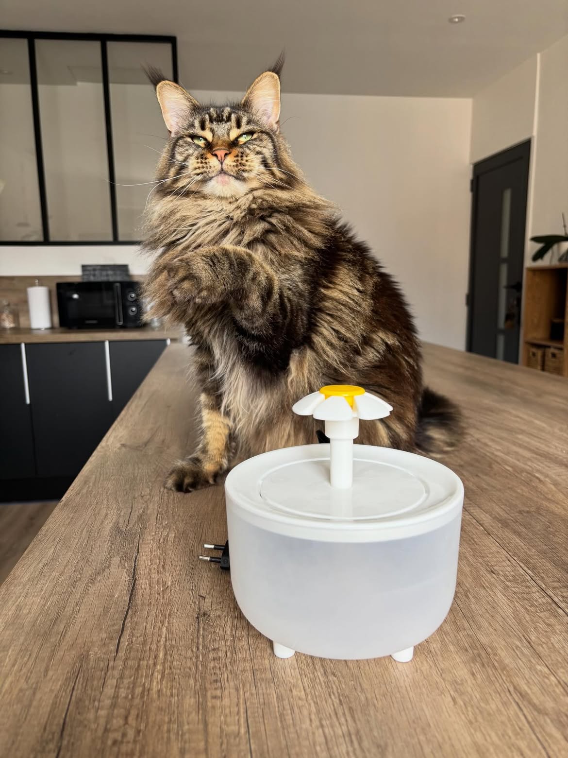 Fontaine à eau pour chat – Automatique & silencieuse