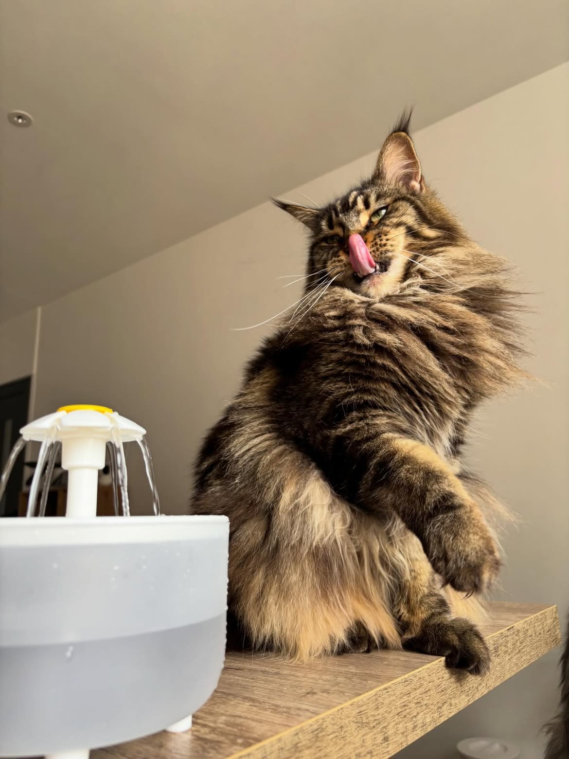 Fontaine à eau pour chat – Automatique & silencieuse