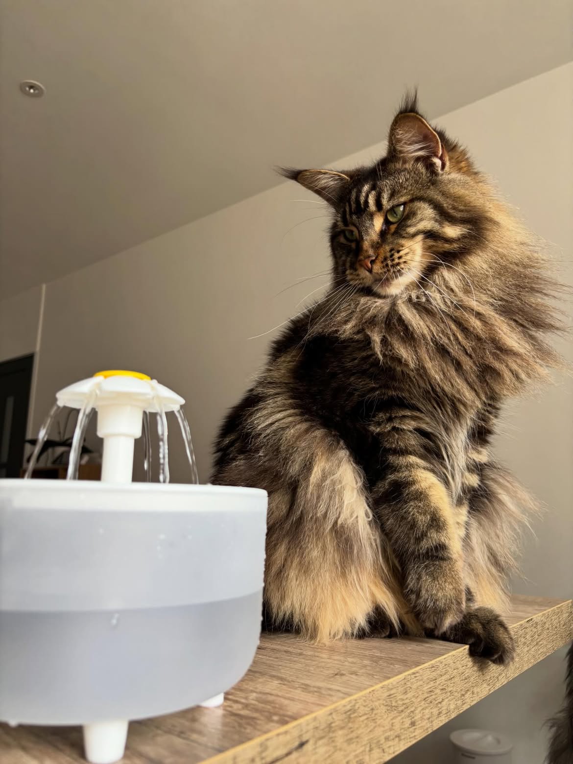 Fontaine à eau pour chat – Automatique & silencieuse