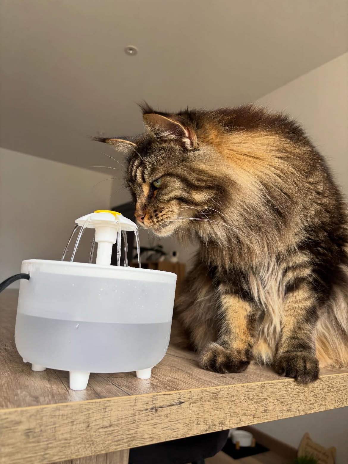 crédits: tino_mainecoon Instagram
