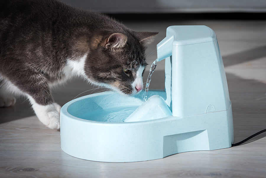 chat fontaine new photo.jpg__PID:442716c1-9640-432e-adb4-4ef5cf7f8201