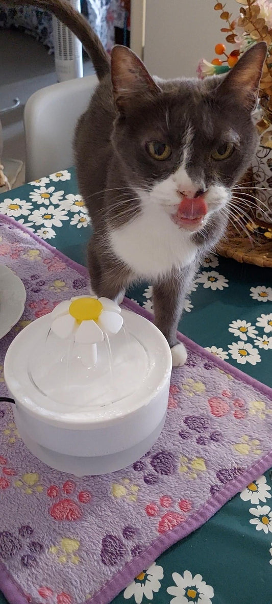 Fontaine à eau pour chat – Automatique & silencieuse