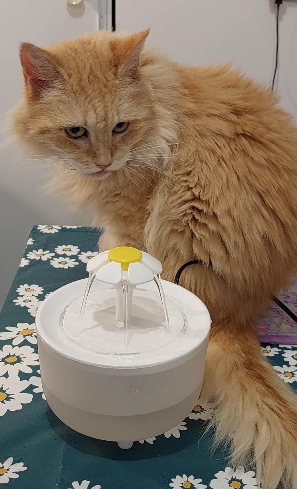 Fontaine à eau pour chat – Automatique & silencieuse